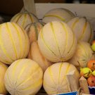 Small Heirloom True French Charentais Gourmet Melon Cucumis Melo - 20 Seeds