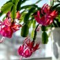 Schlumbergera Flores Christmas Cactus Plant - 100 Seeds