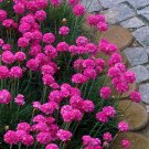 Armeria Maritima Bonsai Thrift - 50 Seeds