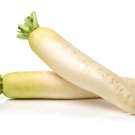 Radish White Icicle Radish Non GMO Garden Vegetable - 900 Seeds