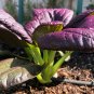 Purple Lady Bok Choy - 1200 Seeds
