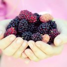 Raspberry Seeds Big Black Mulberry Fruits - 100 Seeds