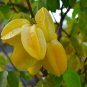Carambola 2 Types Available - 50 Seeds