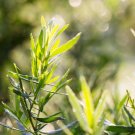 Tarragon Seed Artemisia dracunculus - 10 Seeds