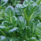 Oriental veggie , Hybrid Tatsoi x PakChoi - 2500 Seeds
