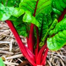 Perpetual Spinach varieties Swiss Chard Pink Flamngo - 20 Seeds