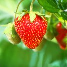 Pig Intestines' Long Crooked Hot Chili Pepper Vegetable - 30 Seeds
