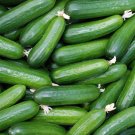 Purple Cucumber Seeds Garden Farm Vegetable Plants - 100 Seeds