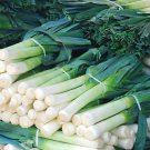 Red Root Leek - 500 Seeds
