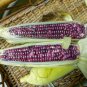 Red Waxy Corn for family pack - 10 Seeds