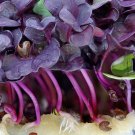 Sango Purple Radish Sprouting Vegetable - 150 Seeds