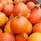 Scarlet Gem Chestnut Squash - 10 Seeds