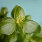 Sweet (Common) Basil - 20 Seeds