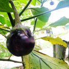 Thai Purple Mini Round Eggplant - 100 Seeds