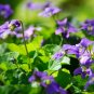 Spring Violet Grass Plant Succulents Grass - 200 Seeds