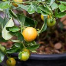Small Potted Edible Orange Bonsai - 20 Seeds