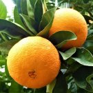 Mandarin Orange Dwarf Bonsai Indoors Outdoors Fruit Tree - 10 Seeds