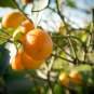 Dwarf Standing Orange Tree - 30 Seeds