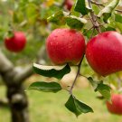 Red Apple Tree Seeds Bonsai Series - 100 Seeds