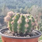Egg Succulents Bonsai Echinopsis Tubiflora Cactus Flores - 200 Seeds