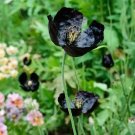 Papaver macrostomum 