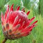 Protea Eximia, South Africa's national flower, Fairy Flower - 6 Seeds