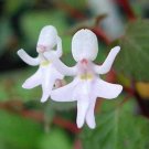 Impatiens Bequaertii Beautify Dancing Girl Orchid Flower - 50 Seeds