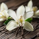 Tiger Phalaenopsis Orchid - 200 Seeds