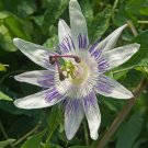 Passiflora Caerulea Blue Passion Fruit Climbing flowers - 20 Seeds