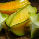 Imported Carambola - 100 Seeds