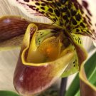 Paphiopedilum Orchid - 100 Seeds