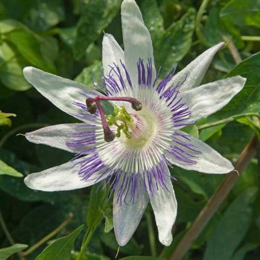 Passiflora Caerulea Passion Fruit Flowers - 30 Seeds