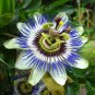 Passiflora Caerulea Passion Fruit Flowers - 30 Seeds