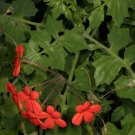 Pelargonium Tongaense - 5 Seeds