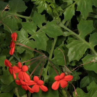 Pelargonium Tongaense - 5 Seeds