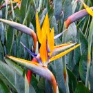 Strelitzia Reginae Indoor Potted Plant Flowers - 100 Seeds