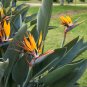 Strelitzia Reginae Indoor Potted Plant Flowers - 100 Seeds