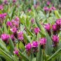 Thailand Curcuma Called Siam Tulip - 10 Seeds