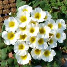 Oxalis Oxalis 
