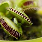 Potted Insectivorous Plants Dionaea Muscipula Giant Clip Venus Flytrap - 100 See