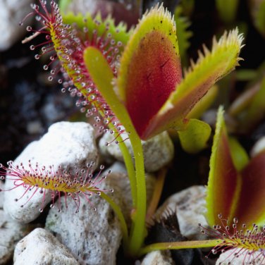 Hot Sale Insect-Catching Plant Enchantress Carnivorous Bonsai - 100 Seeds