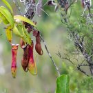 Multifarious Nepenthes Carnivorous Plant - 200 Seeds