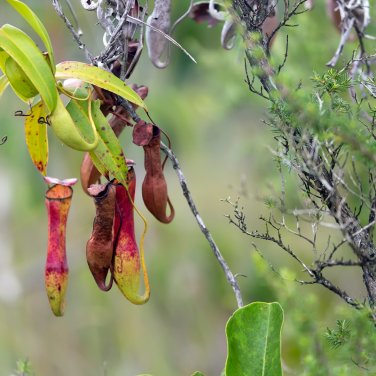 Multifarious Nepenthes Carnivorous Plant - 200 Seeds