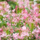 Honeysuckle Vine Plant Water Pink Color - 100 Seeds