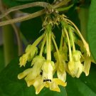 Cordate Telosma Tree Semente - 60 Seeds