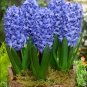 Hyacinth Bulb - 1 Seeds