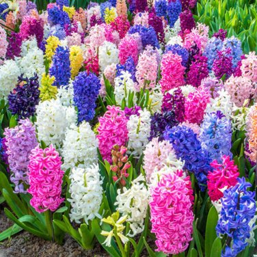 Hyacinthus Orientalis - 100 Seeds