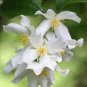 Philadelphus coronarius Mock Orange Flower - 20 Seeds