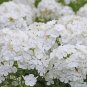 Night Blooming Phlox - 100 Seeds