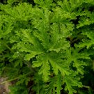Pelargonium Graveolens Semente - 100 Seeds